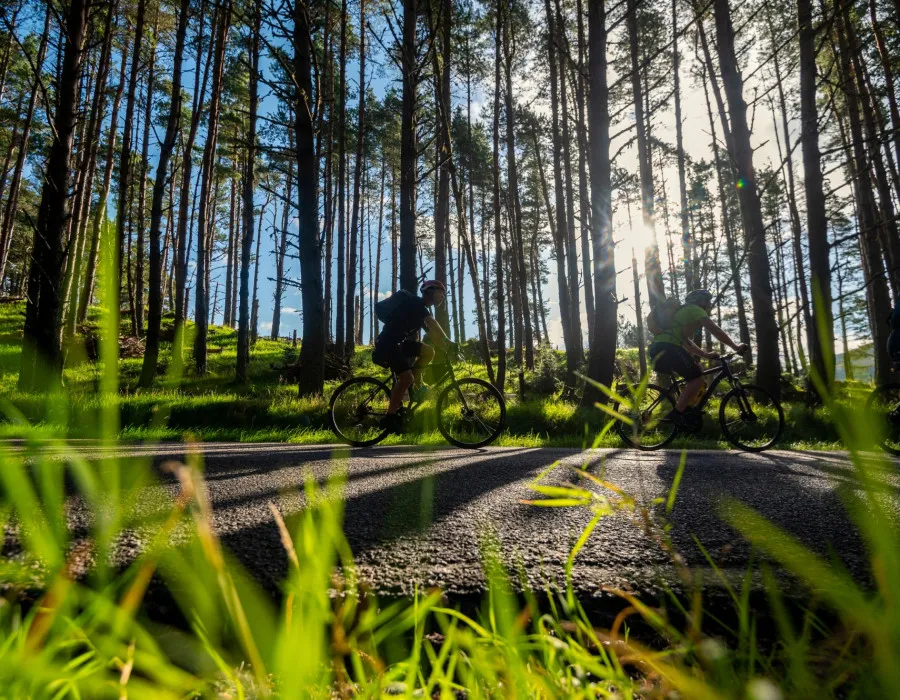 People cycling on road through trees